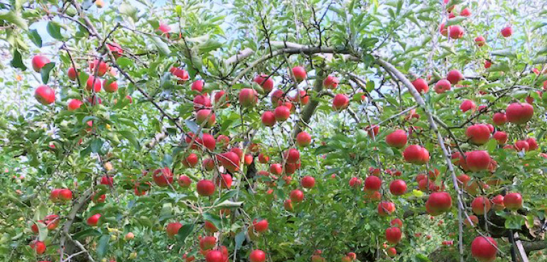 百年紅玉林檎