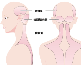 姿勢にまつわる筋肉図